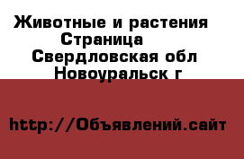  Животные и растения - Страница 17 . Свердловская обл.,Новоуральск г.